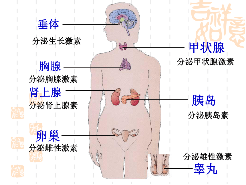 北师大版生物七年级下册第4单元第12章第3节 激素调节 课件（41张PPT）