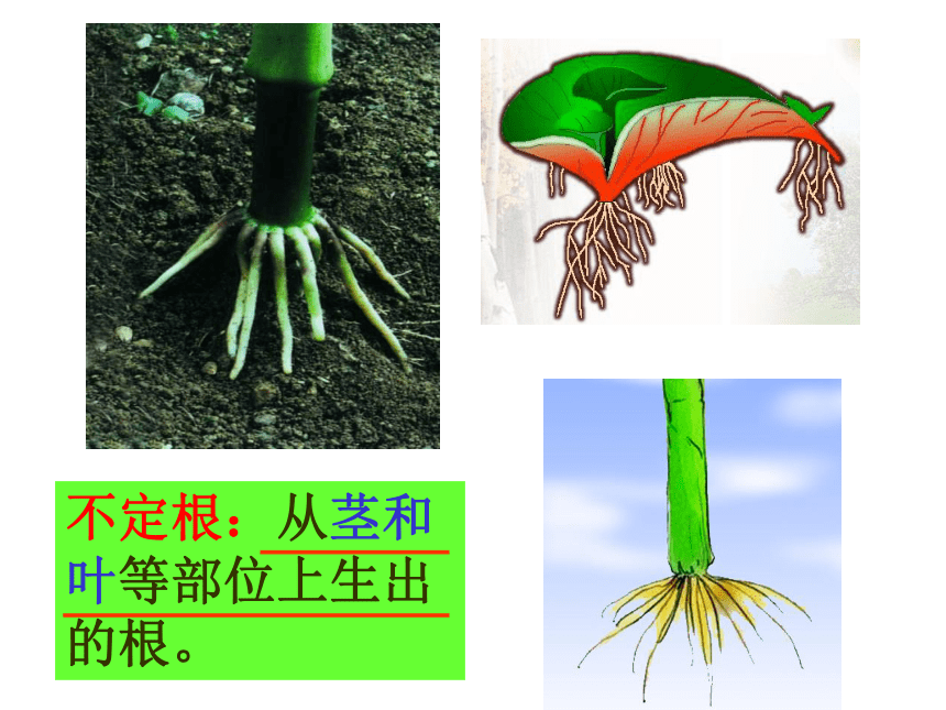 4.1 绿色开花植物的营养器官（根）