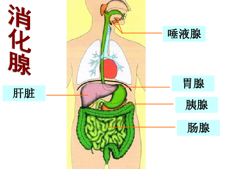 食物进入胃的过程图示图片