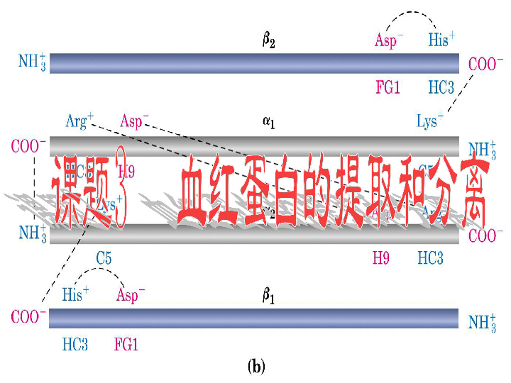 選修1《生物技術實踐》 專題5 dna和蛋白質技術 課題3 血紅蛋白的提取