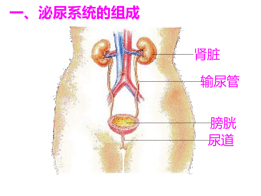 济南版七下第四章第一节尿液的形成与排出 课件（共32张PPT）