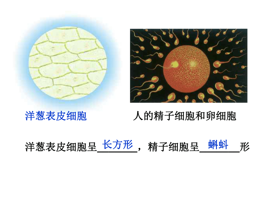 科学六年级下青岛版1.1细胞课件4