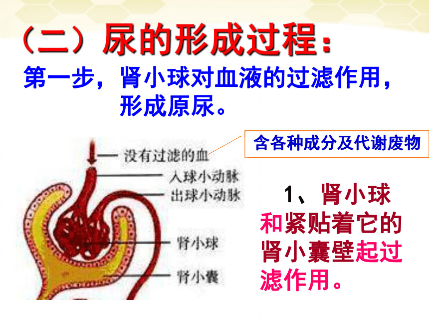 七年级下册第四章第一节《尿的形成和排出》课件（共36张PPT）