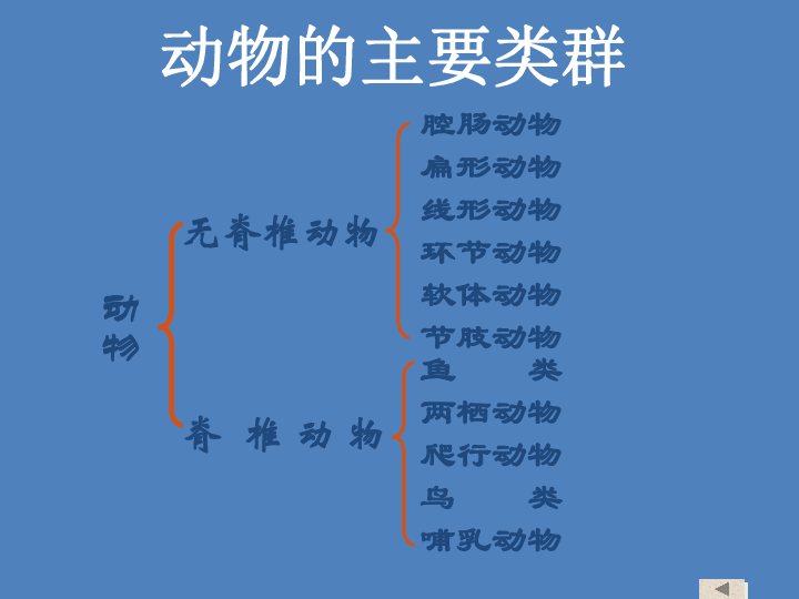 1 动物的主要类群复习课件(共31张ppt)