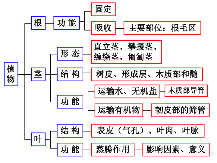 第4章植物与土壤复习课件29张ppt