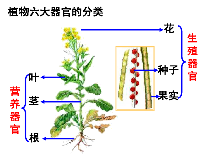 苏科版七年级下册生物 9.1植物体的组成 课件(14张PPT)