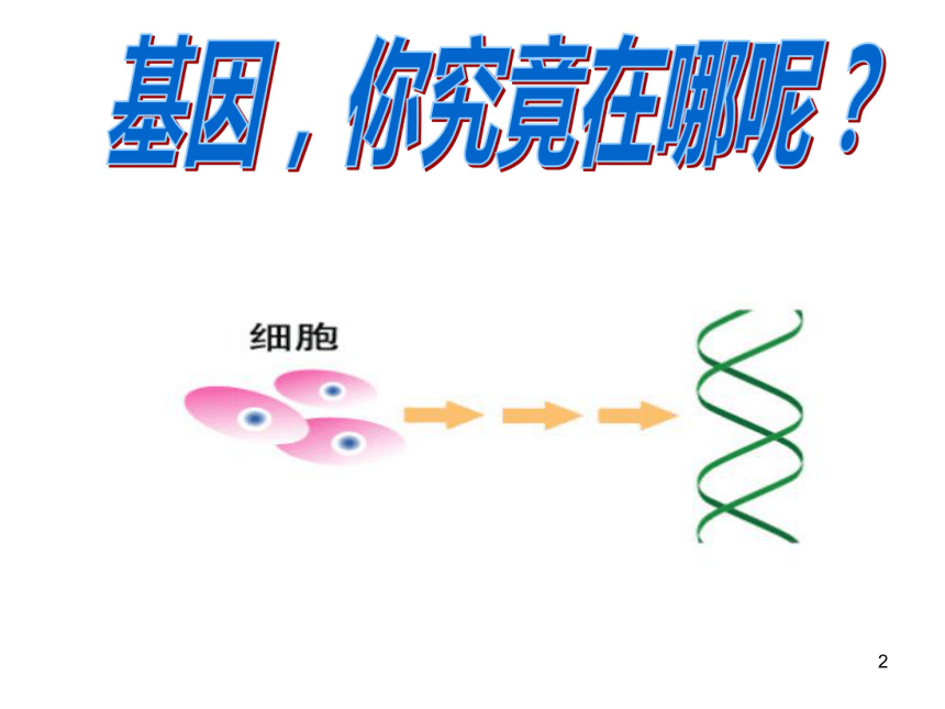 高中生物人教版必修二第二章第2节 基因位于染色体上 课件  37张PPT