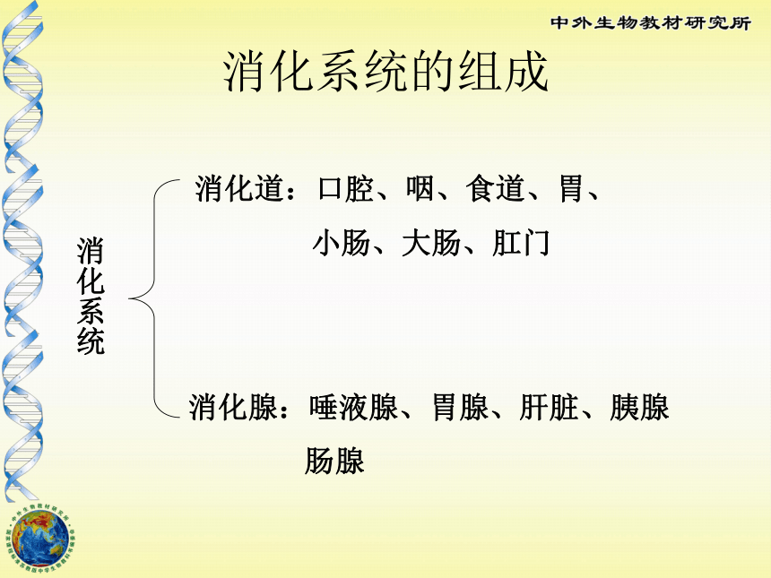 苏教版七下第九章第二节人体的消化和吸收（共26张PPT）