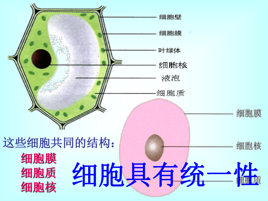 人教版高中生物必修一第一章第2节细胞的多样性和统一性   课件(46张)