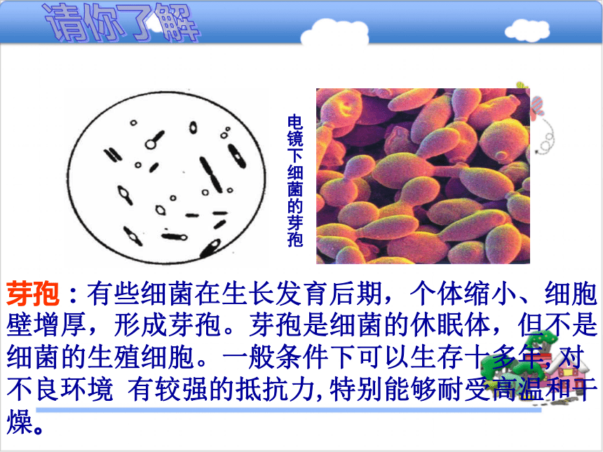 八年级生物上册5.1.1细菌课件（1）（新版）冀教版  29张PPT