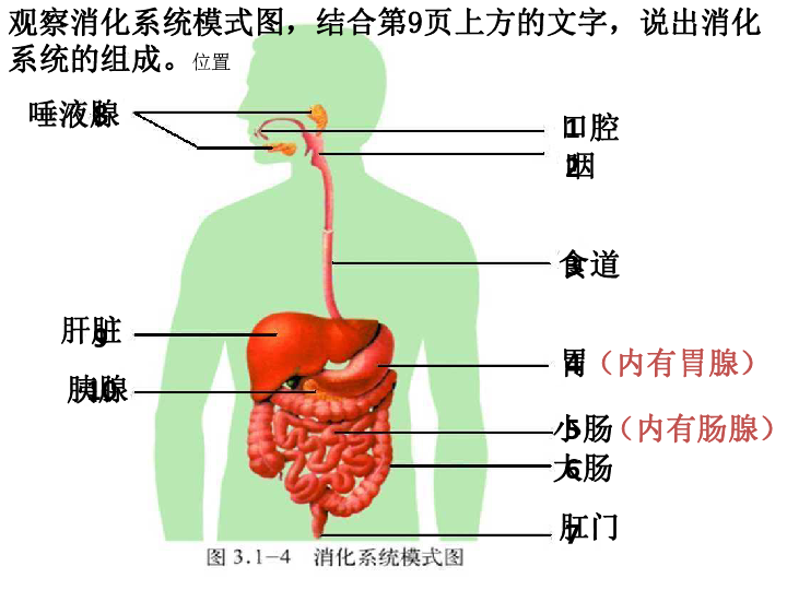 食物在人体消化流程图图片