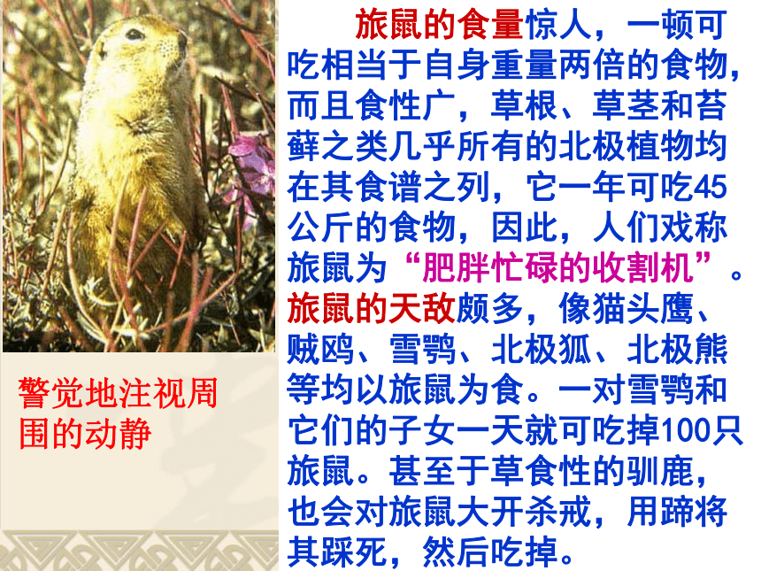 语文七年级下华东师大版5.20《旅鼠之谜》课件（63张）