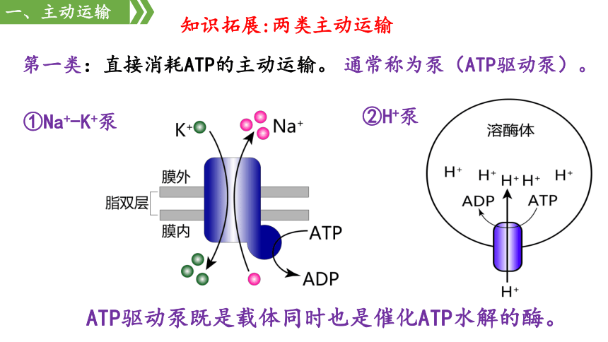 2 主动运输与胞吞,胞吐 课件(51张ppt)