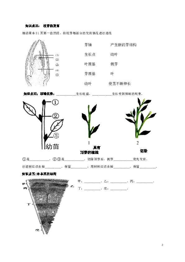 4.1.6 芽的结构和发育 学案（含答案）