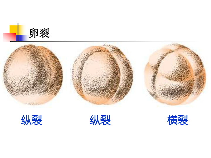 高等动物个体发育下载