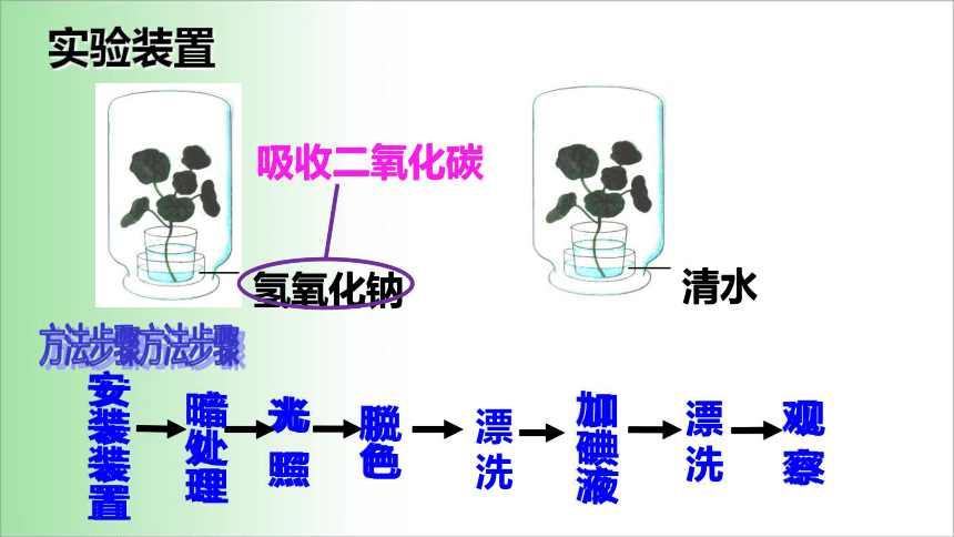 2021——2022学年人教版七年级生物上册3.5.1 光合作用吸收二氧化碳释放氧气 课件 (共20张PPT)