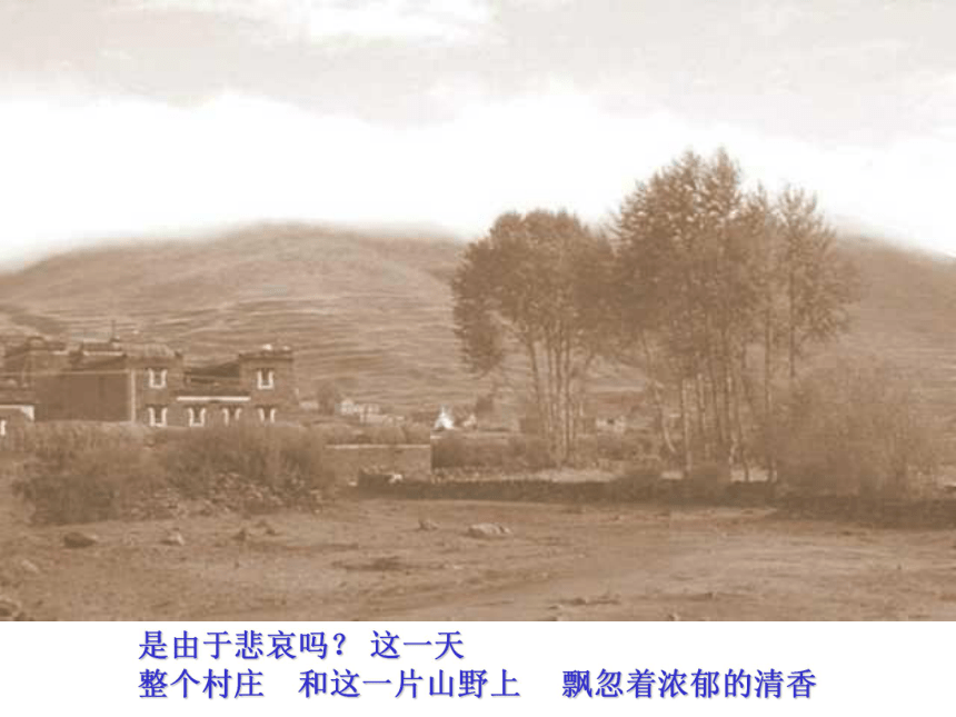 高中语文高三年级上华东师大版3.12《悼念一棵枫树》课件（40张）