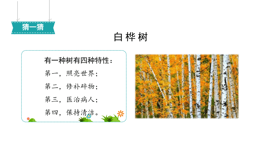 白桦树的特点图片
