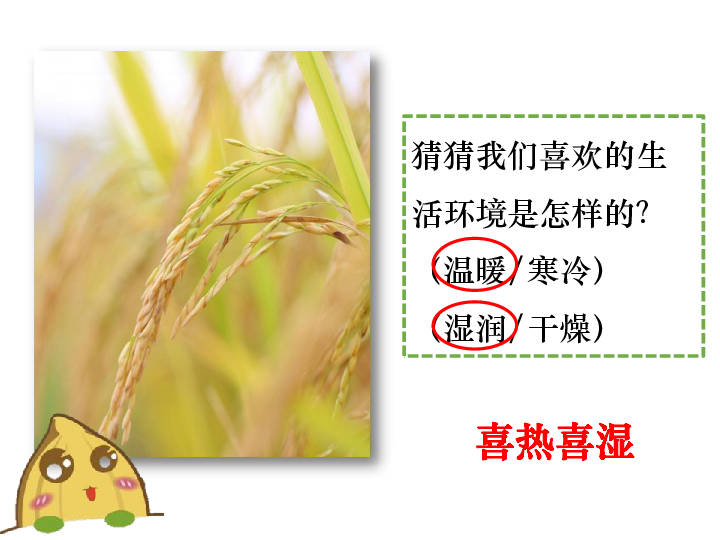 3.1.1 稻作文化的印记 课件（20张PPT）