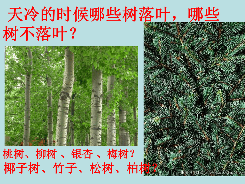 科学三年级上苏教版2.2校园里的植物