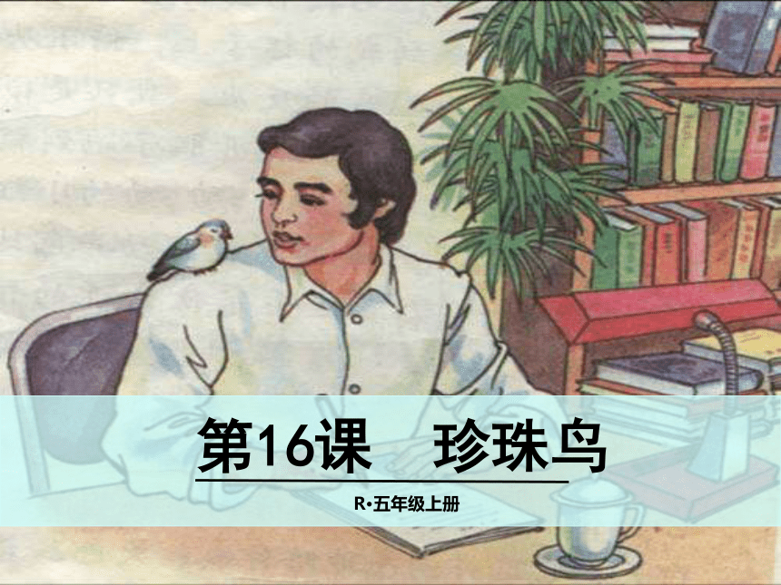 珍珠鸟  课件(共28张PPT)