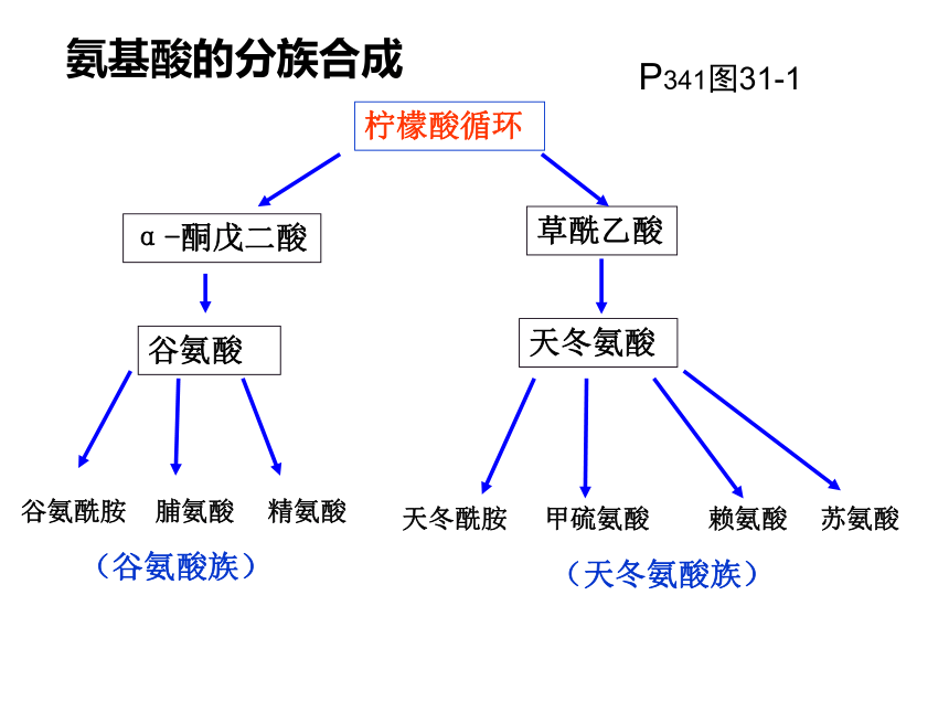 高中生物氨基酸图图片