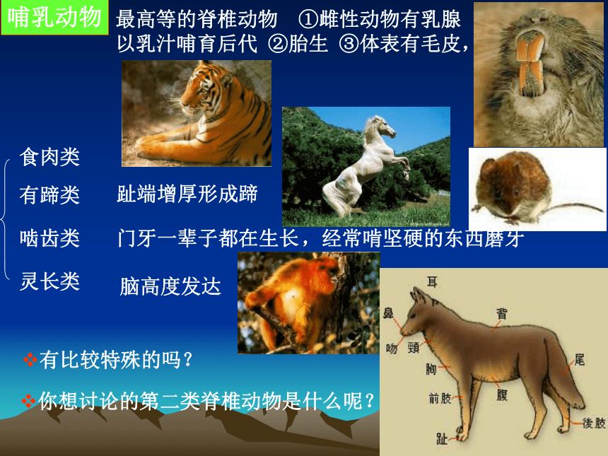 生物华师大版七年级上6.1动物的主要类群