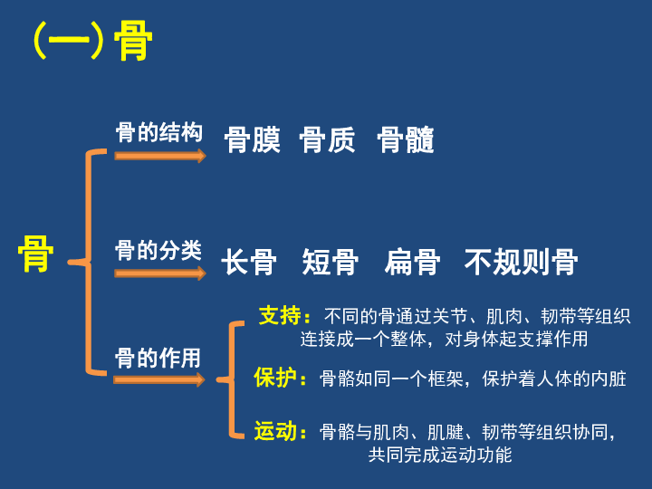 北师大版八上15.2动物运动的形成课件(共29张PPT)