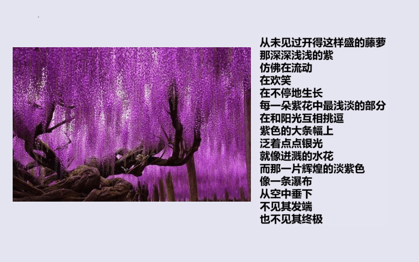 紫藤萝的花语和寓意图片