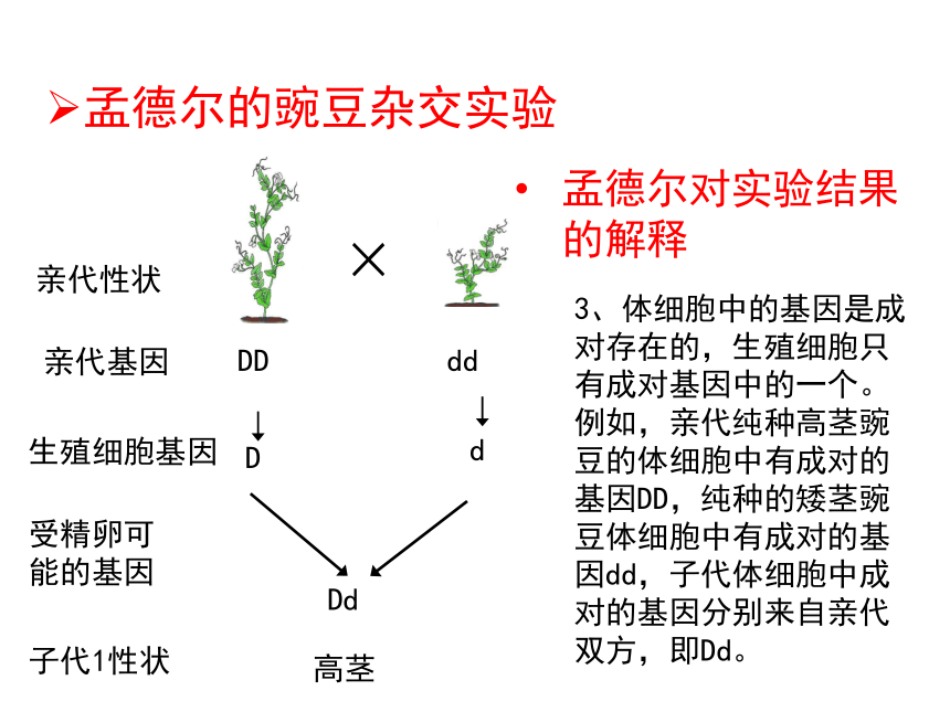 【教师原创】人教版生物八下7.2.3  基因的显性和隐性 课件（19张ppt）