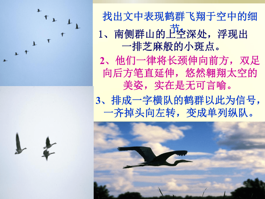2015-2016学年度北京课改版七年级语文（下）第二单元第7课《群鹤翔空》课件（37张PPT）
