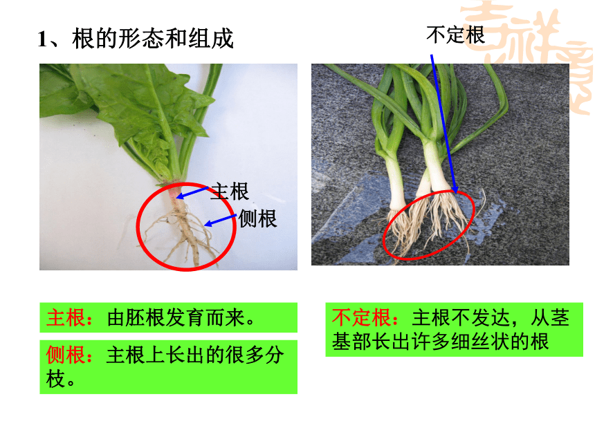 41绿色开花植物的营养器官课件28ppt