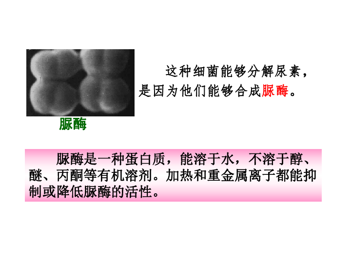 人教版高中生物选修1 专题2 课题2 土壤中分离尿素的细菌的分离与计数 上课课件（共44张ppt）