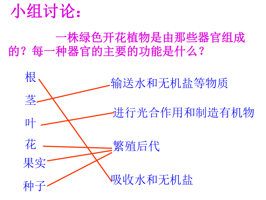 2.2.3植物体的结构层次 (共12张PPT)