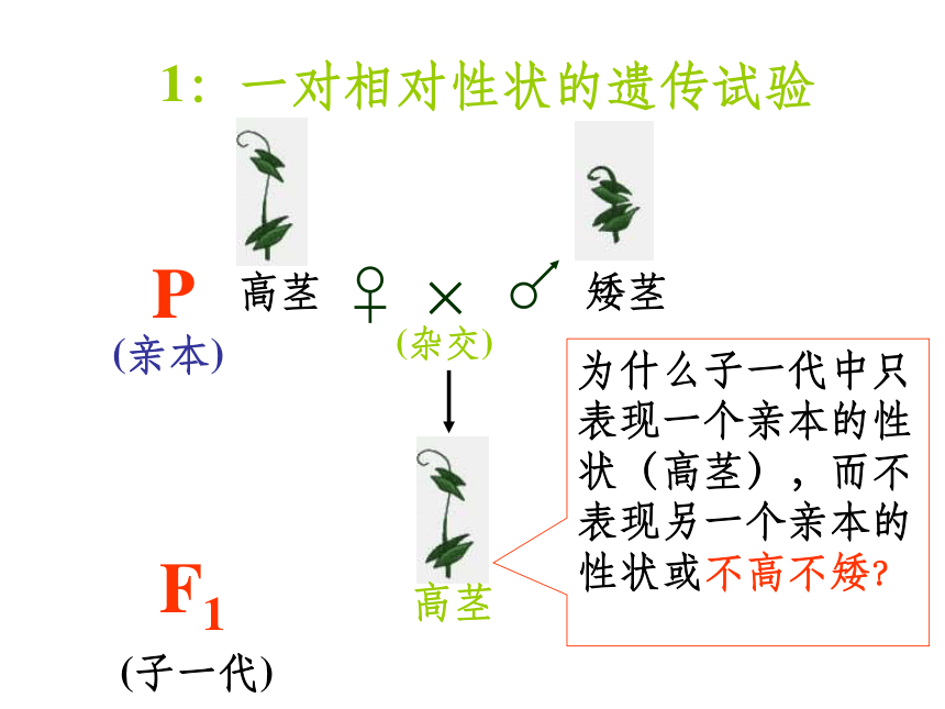 蘇教版高中生物必修2第三章第一節基因的分離定律(37張ppt)