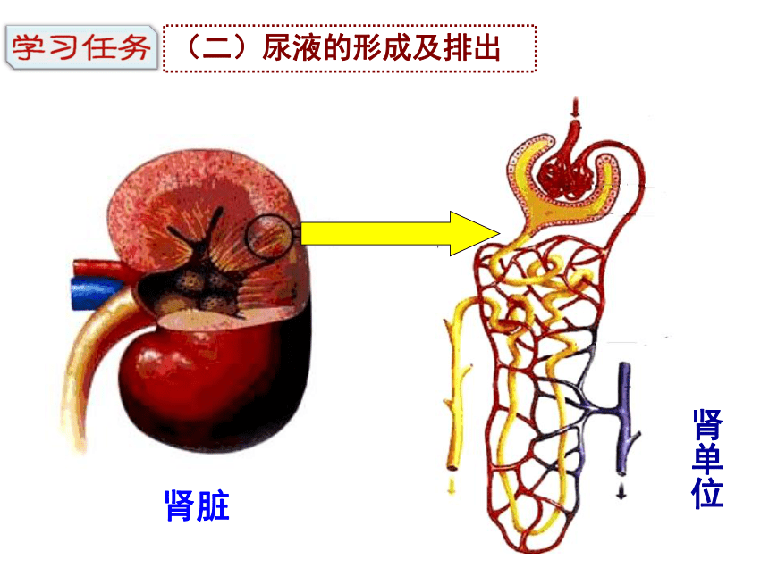 生物结构图排泄图片