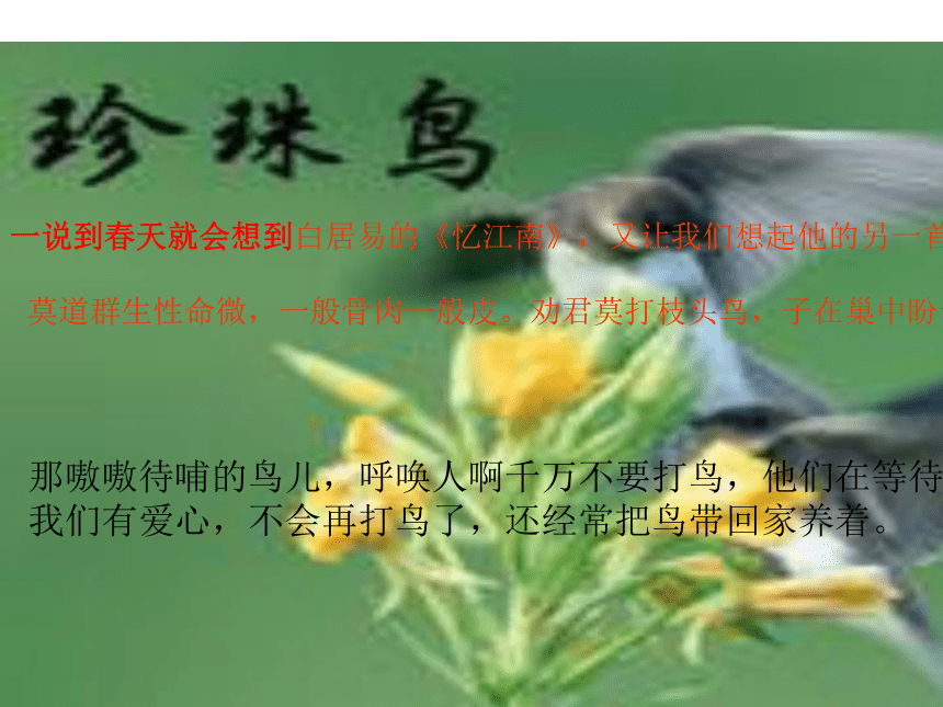 语文七年级上浙教版23《珍珠鸟》课件