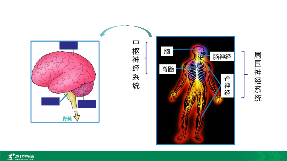 2020年春人教七下生物第六章第二节神经系统的组成与功能 教学课件