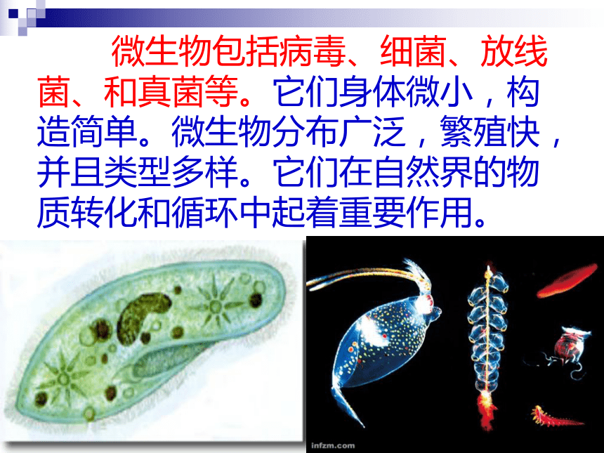 小学科学  大象版  五年级下册  第五单元 形形色色的微生物  1、寻找微生物 课件