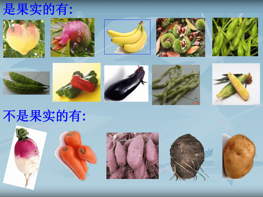 1.6-1.7 植物的果实和植物的种子 课件