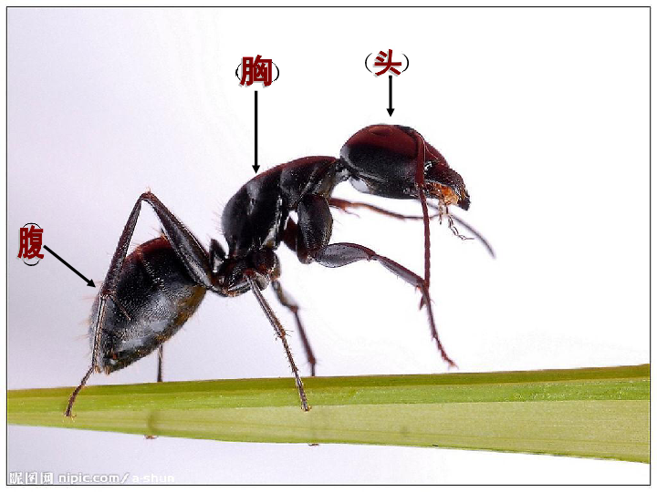 9观察蚂蚁 课件（22张PPT）