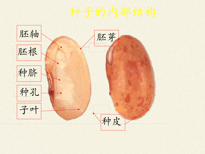 生物豆芽种子的结构图图片