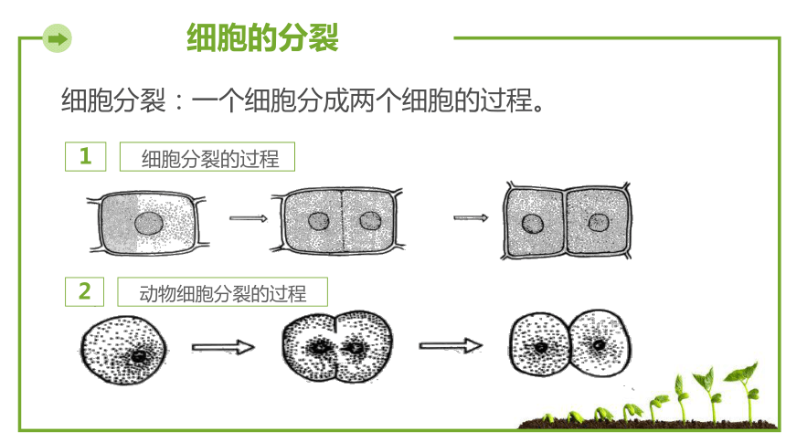 苏教版七上生物33细胞分裂与分化课件18张ppt