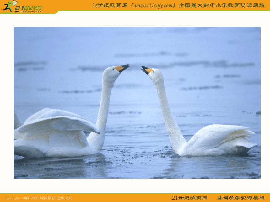 一年级语文下册课件 天鹅（北京版）