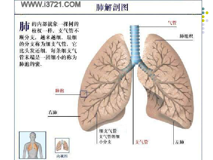 肺大叶和肺小叶位置图图片