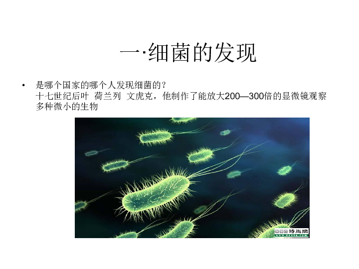 人教版八年级上册生物4.2：细菌课件(21张ppt)