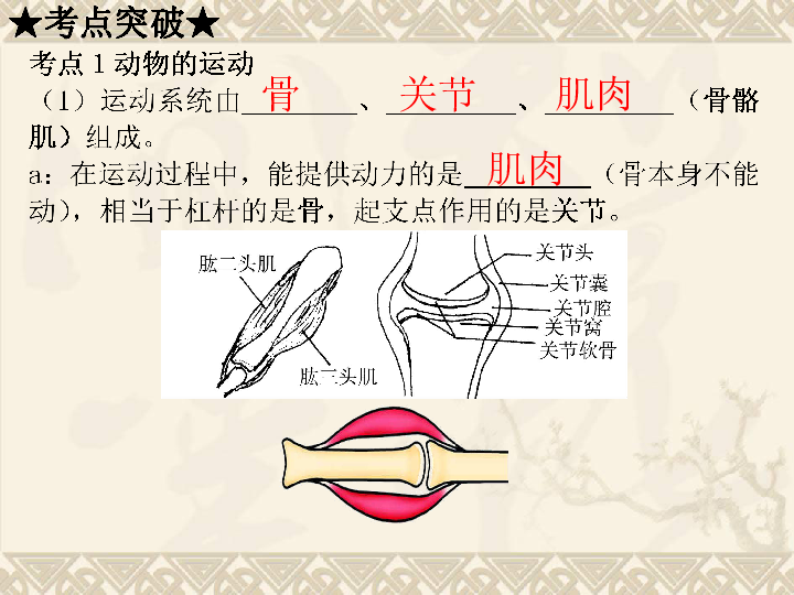 初中生物 中考專區 一輪複習 課件 課件50張ppt.