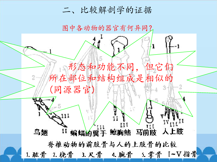 六年级上册科学课件-第三单元《生物的进化》北京课 改版 (共35张PPT)