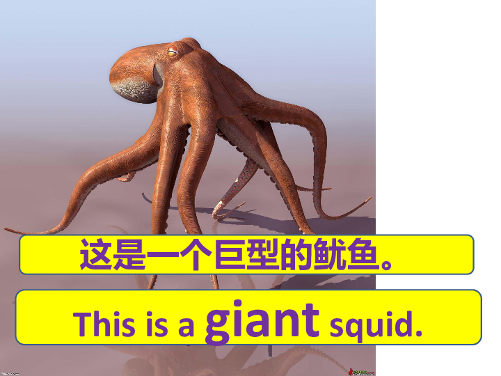 新概念英语青少版2B：Unit 30 A giant squid 课件（35张PPT）