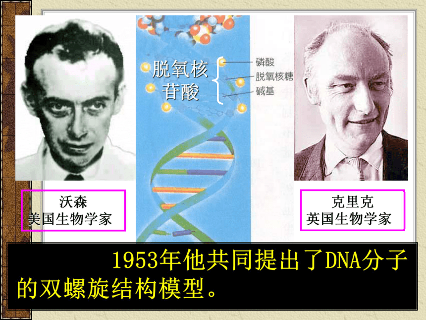 浙教版科学九年级下第1章第六节进化与遗传